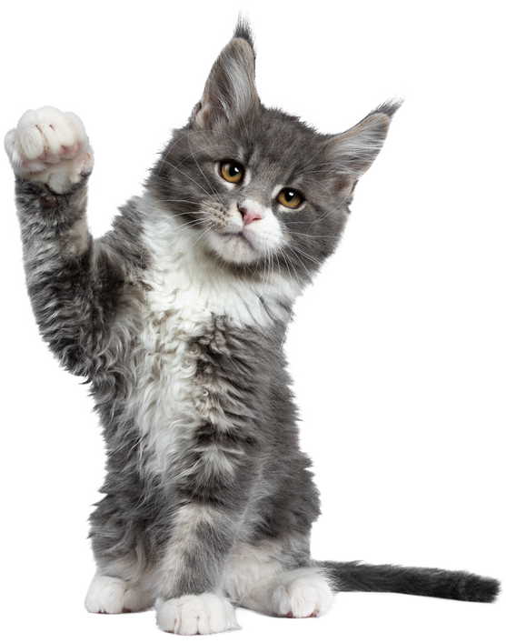 Kitten With One Paw Raised on Transparant background