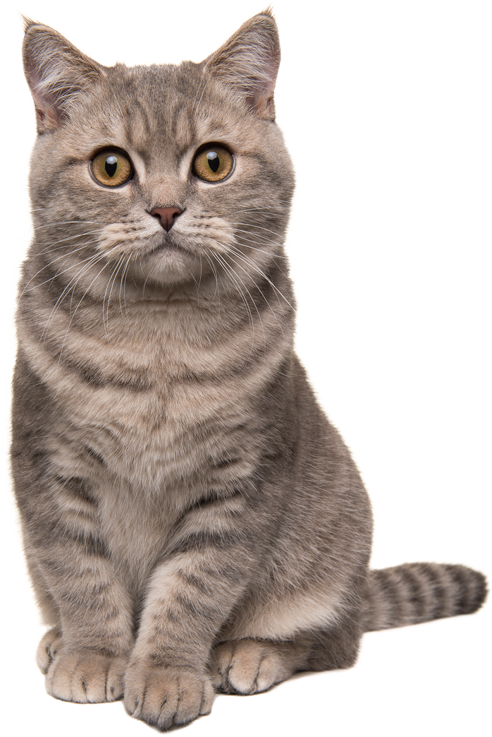Gray British Shorthair Cat Sitting Portrait Cutout